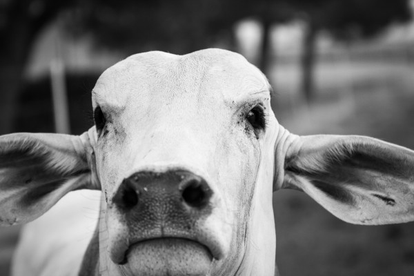 Miss Moo by DLPSquared
